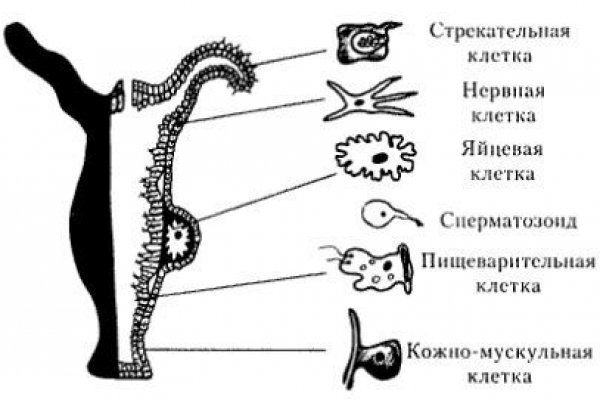 Kraken актуальные ссылки